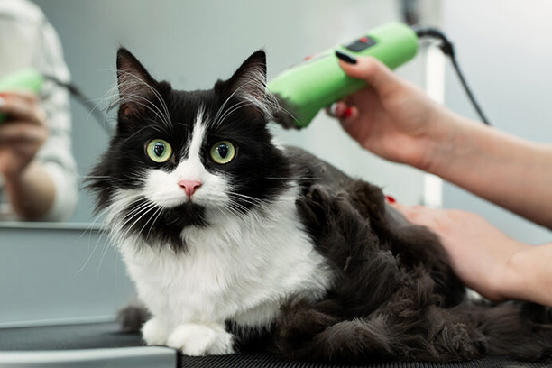 Pet Grooming